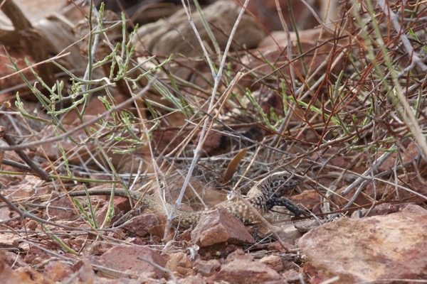 Sonoran Tiger Whiptail (Aspidoscelis tigris punctilinealis)