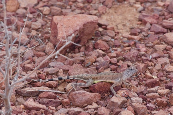 Eastern Zebra-tailed Lizard (Callisaurus draconoides ventralis)