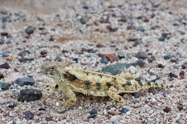 Regal Horned Lizard (Phrynosoma solare)