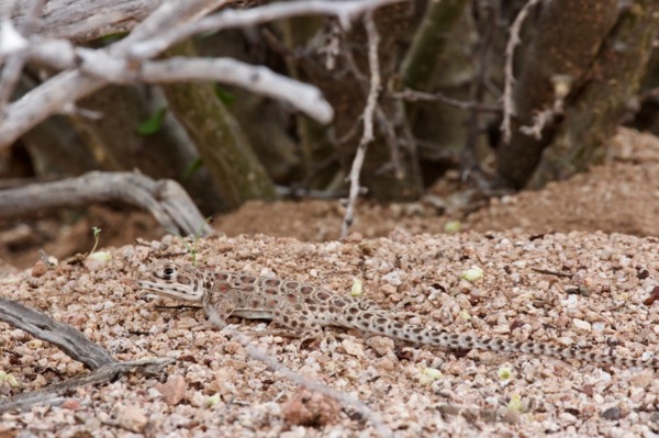 Long-nosed Leopard Lizard (Gambelia wislizenii)