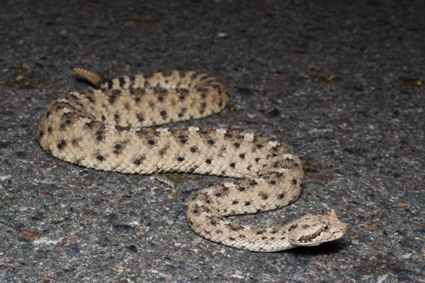 Sonoran Sidewinder (Crotalus cerastes cercobombus)