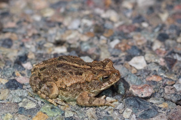 Sinaloa Toad (Incilius mazatlanensis)