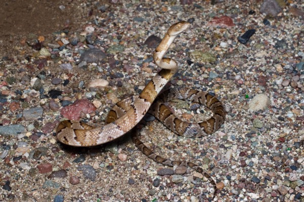 Mexican Lyresnake (Trimorphodon tau tau)