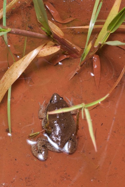 Mazatlan Narrow-mouthed Toad (Gastrophryne mazatlanensis)