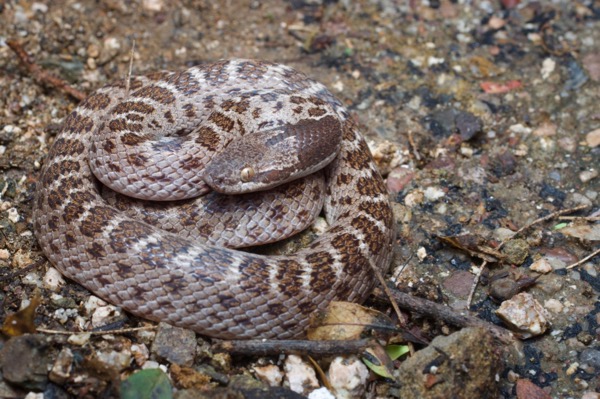 Sonoran Nightsnake (Hypsiglena chlorophaea chlorophaea)