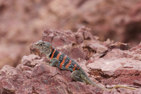 Dickerson’s Collared Lizard (Crotaphytus dickersonae)