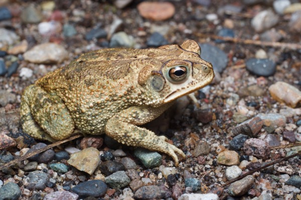 Sinaloa Toad (Incilius mazatlanensis)