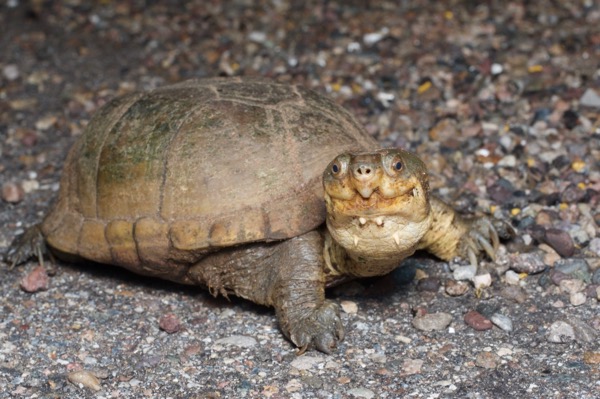 Arizona Mud Turtle (Kinosternon arizonense)