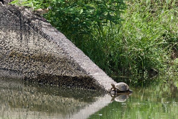 Yaqui Slider (Trachemys yaquia)