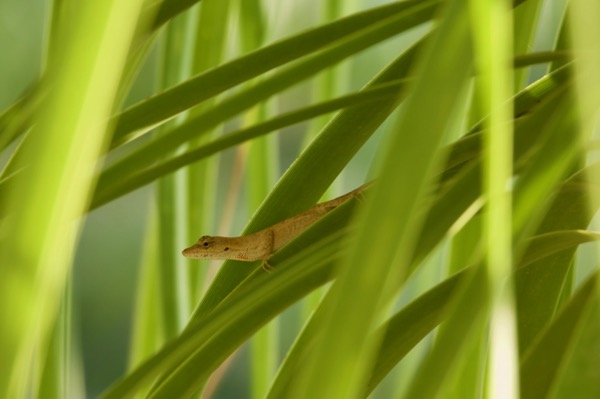 Clouded Anole (Anolis nebulosus)