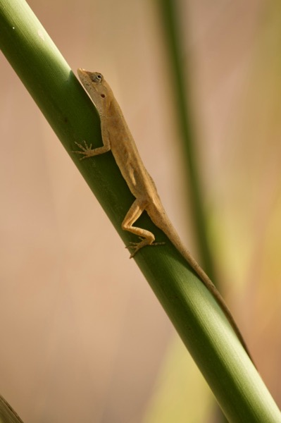 Clouded Anole (Anolis nebulosus)