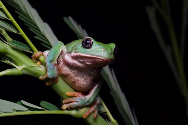 Mexican Leaf Frog (Pachymedusa dacnicolor)