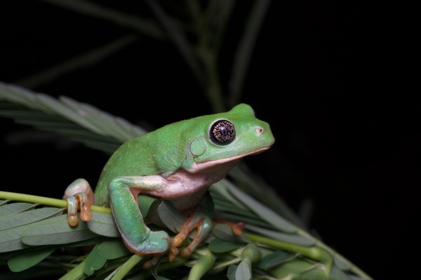 Mexican Leaf Frog (Pachymedusa dacnicolor)