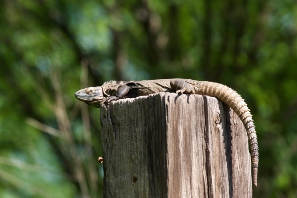 Sonoran Spiny-tailed Iguana (Ctenosaura macrolopha)