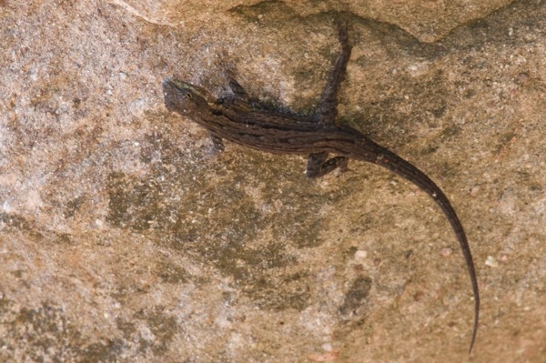 Schott’s Tree Lizard (Urosaurus ornatus schottii)