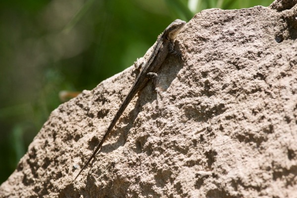 Sonoran Tree Lizard (Urosaurus bicarinatus tuberculatus)