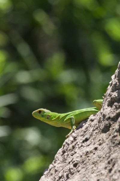 Sonoran Spiny-tailed Iguana (Ctenosaura macrolopha)