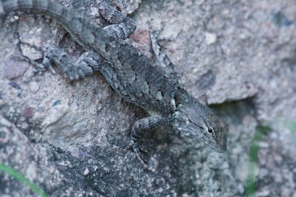 Sonoran Spiny Lizard (Sceloporus clarkii clarkii)