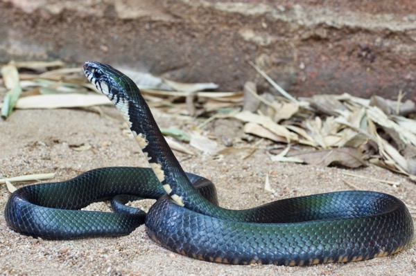 Texas Indigo Snake (Drymarchon melanurus erebennus)