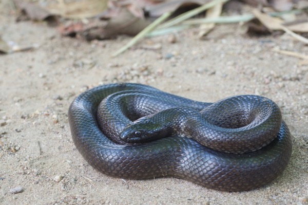 Western Black Kingsnake (Lampropeltis nigrita)