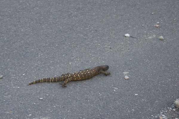 Rio Fuerte Beaded Lizard (Heloderma horridum exasperatum)