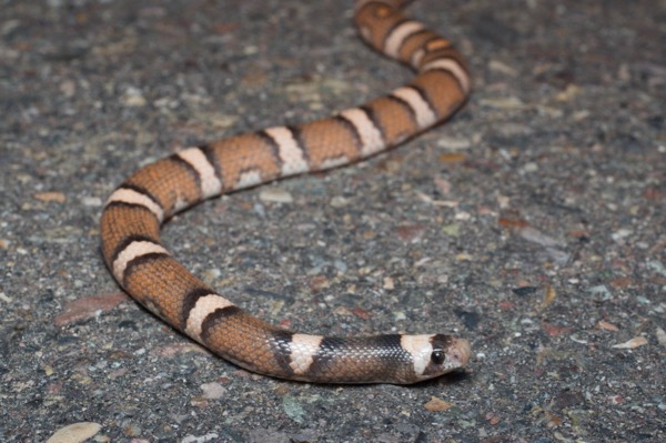 Saddled Leaf-nosed Snake (Phyllorhynchus browni)