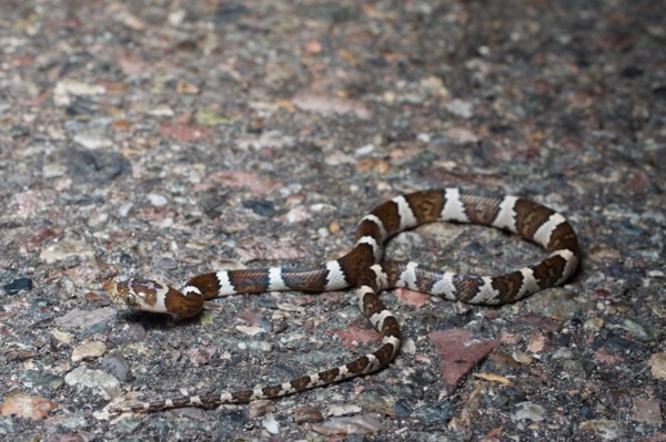 Mexican Lyresnake (Trimorphodon tau tau)