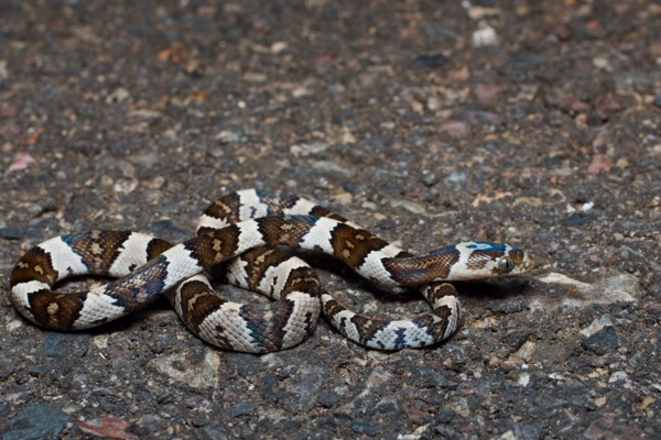 Mexican Lyresnake (Trimorphodon tau tau)