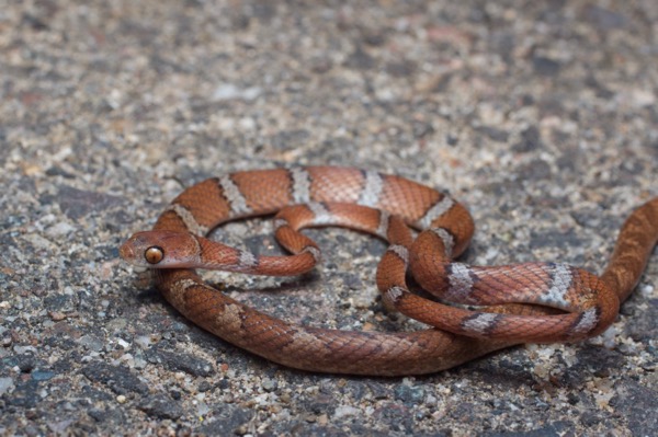 Central American Tree Snake (Imantodes gemmistratus latistratus)