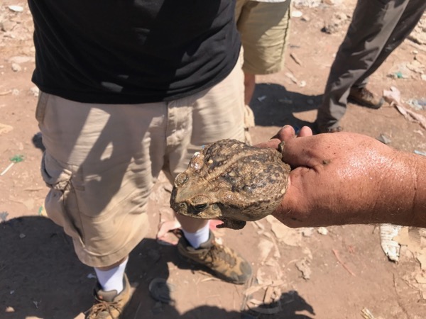 Giant Toad (Rhinella horribilis)