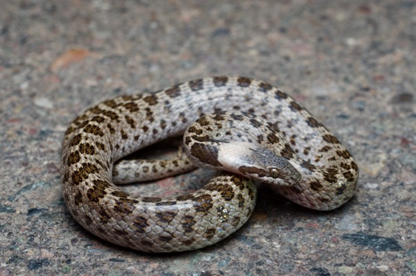 undescribed species (Hypsiglena cf. chlorophaea "Alamos")