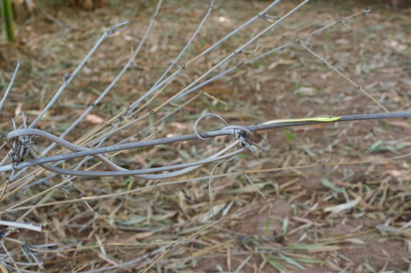 Brown Vinesnake (Oxybelis aeneus)