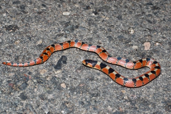 Thornscrub Hook-nosed Snake (Gyalopion quadrangulare)