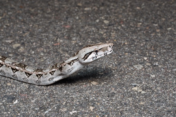 Mexican West Coast Boa Constrictor (Boa sigma)