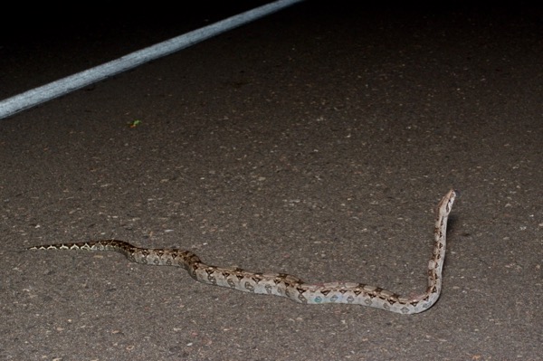 Mexican West Coast Boa Constrictor (Boa sigma)