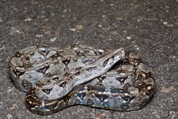 Mexican West Coast Boa Constrictor (Boa sigma)