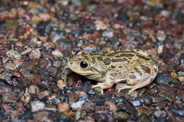 Lowland Burrowing Treefrog (Smilisca fodiens)