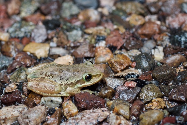 Lowland Burrowing Treefrog (Smilisca fodiens)