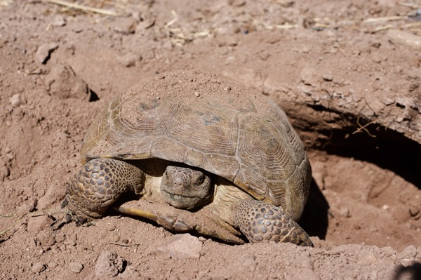 Goode’s Thornscrub Tortoise (Gopherus evgoodei)