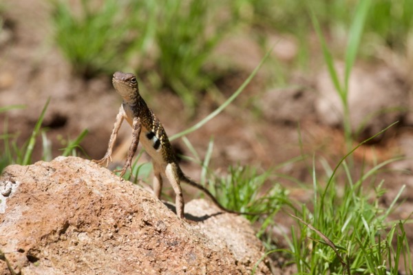 Sonoran Earless Lizard (Holbrookia elegans thermophila)