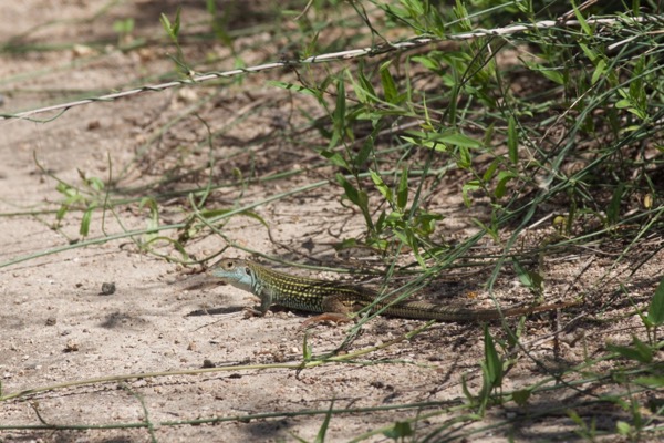 Blue-throated Whiptail (Aspidoscelis costatus griseocephalus)