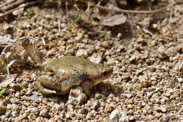 Mazatlan Narrow-mouthed Toad (Gastrophryne mazatlanensis)