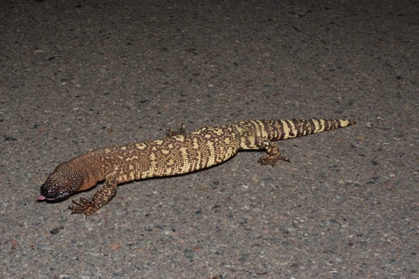 Rio Fuerte Beaded Lizard (Heloderma horridum exasperatum)