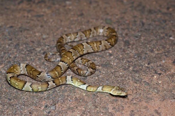 Mexican Lyresnake (Trimorphodon tau tau)