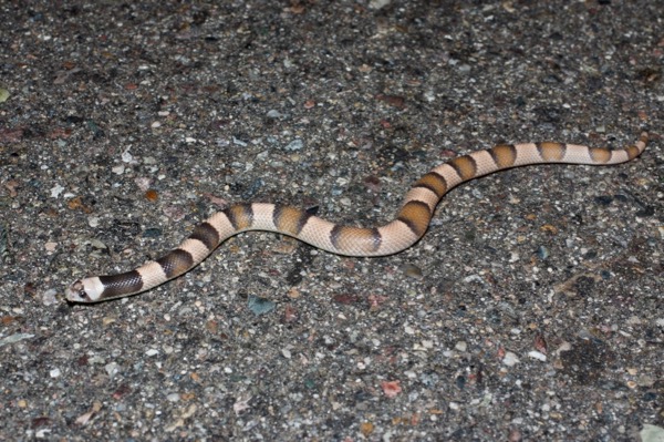 Saddled Leaf-nosed Snake (Phyllorhynchus browni)