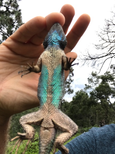 Sonoran Spiny Lizard (Sceloporus clarkii clarkii)