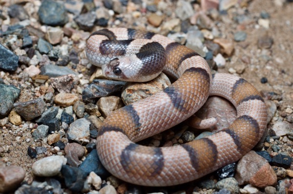 Saddled Leaf-nosed Snake (Phyllorhynchus browni)