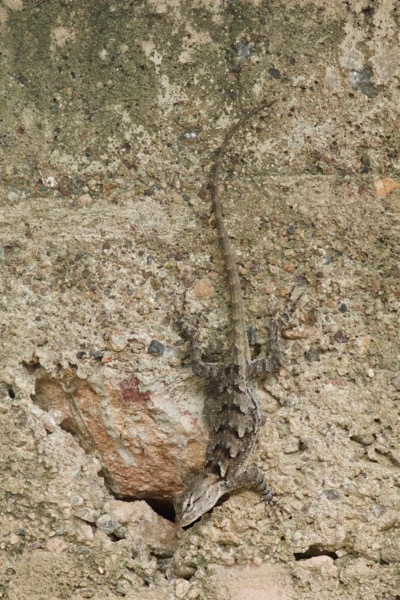 Sonoran Spiny Lizard (Sceloporus clarkii clarkii)