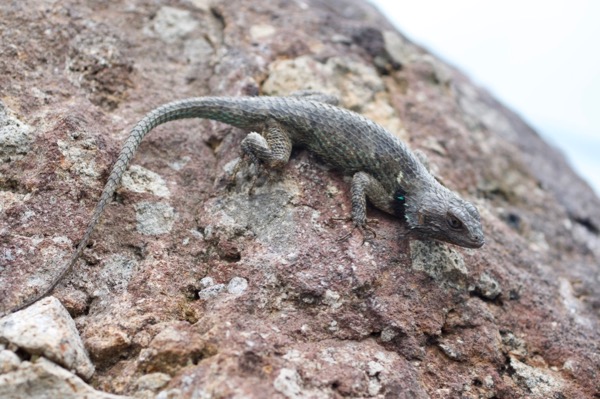 Sonoran Spiny Lizard (Sceloporus clarkii clarkii)