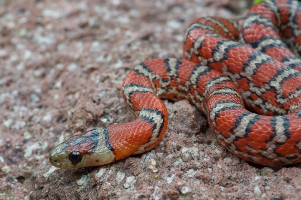 Madrean Mountain Kingsnake (Lampropeltis knoblochi)